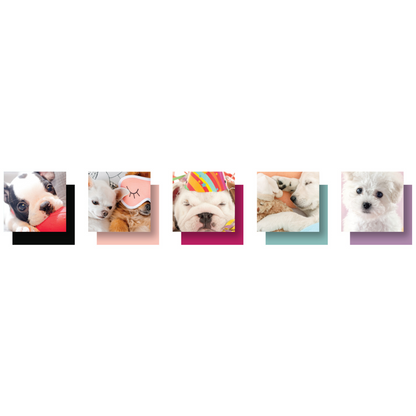 PAPER DIVIDER BTR VS PUPPIES 5T